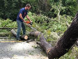 How Our Tree Care Process Works  in  Schuyler, NE