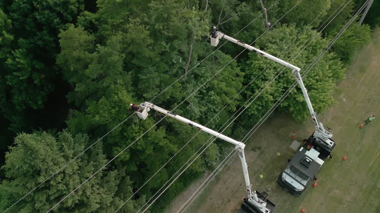 Schuyler, NE Tree Services Company